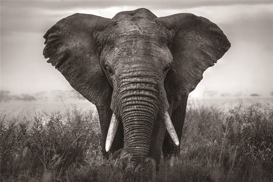 Glasschilderij olifant 120x80 cm