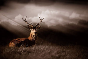 Glasschilderij Hert in de duisternis 120x80 cm