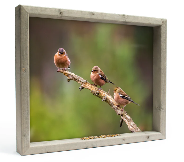 Feedy vogelvoederlijst large - 3 vinken op tak (51x42 cm) (Magazijn sale)