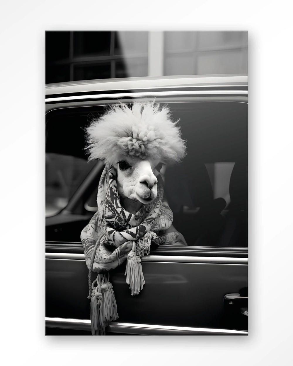 Glasschilderij Alpaca In Taxi - Urban Cotton