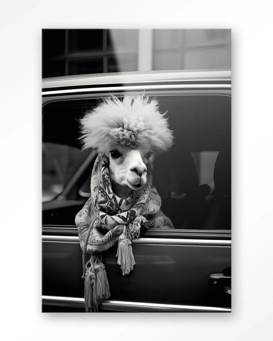 Glasschilderij Alpaca In Taxi - Urban Cotton