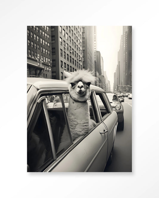 Glasschilderij Alpaca In NY - Urban Cotton
