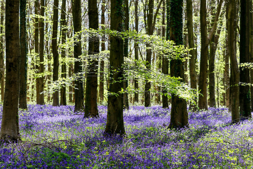 Glasschilderij  Bos met paarse bloemen 120x80 cm