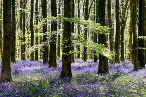 Glasschilderij  Bos met paarse bloemen 120x80 cm