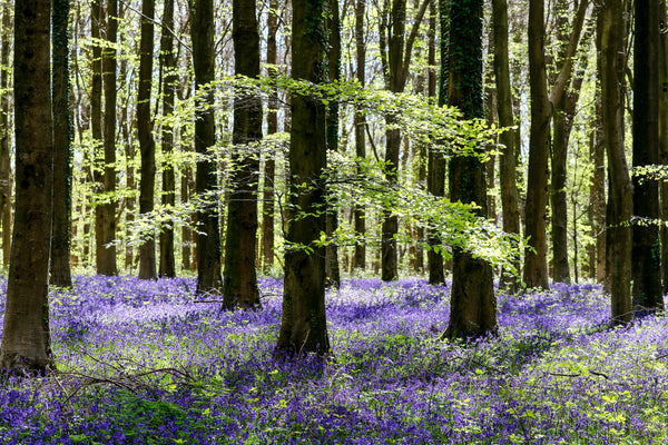 Glasschilderij  Bos met paarse bloemen 120x80 cm