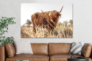 Glasschilderij Hooglander in het veld  120x80cm