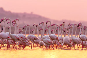 Glasschilderij Flamingo's 120x80cm