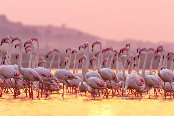 Glasschilderij Flamingo's 120x80cm