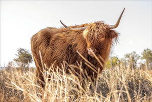 Glasschilderij Hooglander in het veld  120x80cm