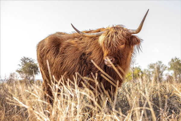 Glasschilderij Hooglander in het veld  120x80cm