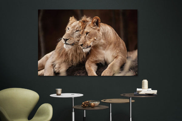 Glasschilderij Leeuwenstel 120x80 cm