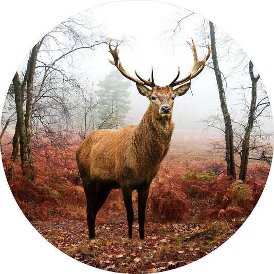 Glasschilderij rond hert in het bos  Ø80 cm