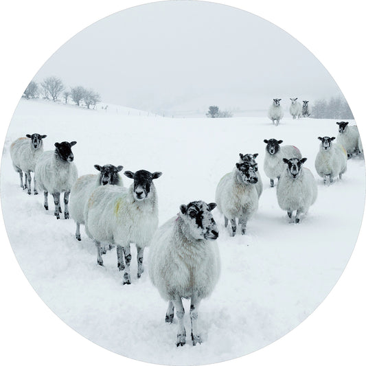 Glasschilderij rond schapen in de sneeuw Ø80 cm