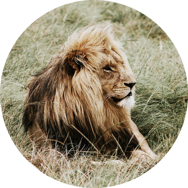 Glasschilderij rond leeuw Ø80 cm
