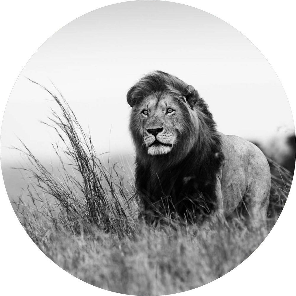 Glasschilderij rond leeuw Ø100 cm