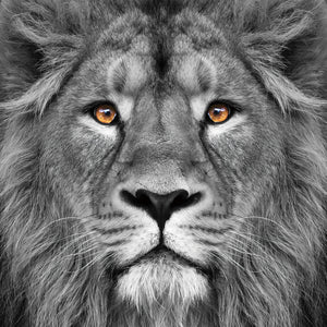 Glasschilderij leeuw close-up 80x80 cm