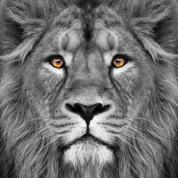 Glasschilderij leeuw close-up 80x80 cm