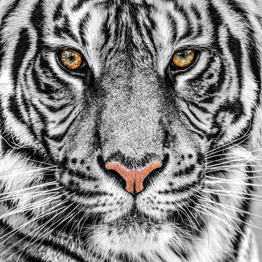 Glasschilderij witte tijger close-up 80x80 cm