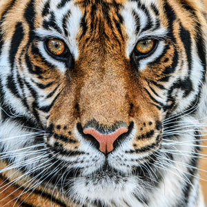 Glasschilderij tijger close-up 80x80 cm