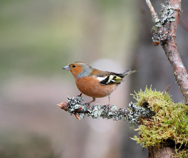 Feedy Vogelvoederlijst medium - Vink op mostak (41 x 34 cm) (Magazijn sale)