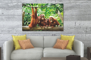 Glasschilderij Orang-oetans 120x80 cm (premium)