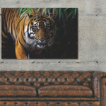 Glasschilderij Tijger 120x80 cm (premium)