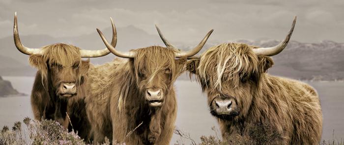 Glasschilderij schotse hooglanders 120x50 cm