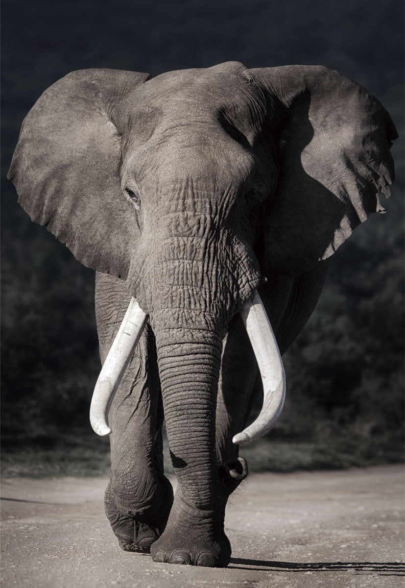 Glasschilderij olifant 110x160 cm