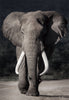 Glasschilderij olifant 110x160 cm