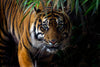 Glasschilderij Tijger 120x80 cm (premium)