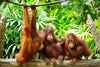 Glasschilderij Orang-oetans 120x80 cm (premium)