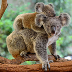 Glasschilderij Koala beren 120x80 cm (premium)