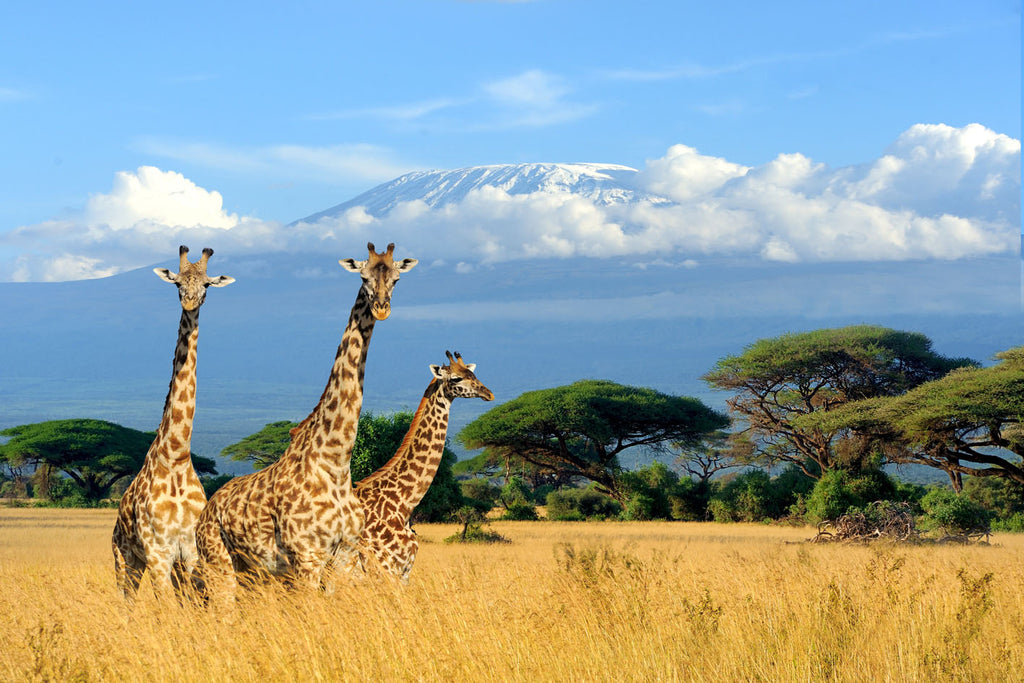 Glasschilderij giraffen 120x80 cm (premium)