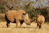 Glasschilderij dieren: Neushoorns 120x80 cm (Premium)