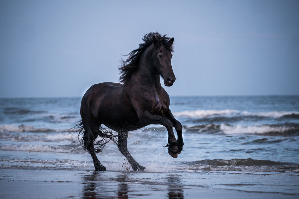 Glasschilderij Fries paard 120x80 cm (premium)