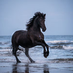 Glasschilderij Fries paard 120x80 cm (premium)