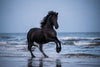 Glasschilderij Fries paard 120x80 cm (premium)
