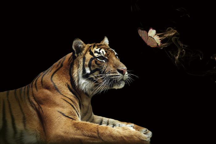 Glasschilderij tijger met vlinder 120x80 cm