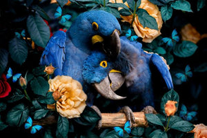 Glasschilderij papegaaien blauw - 120x80 cm