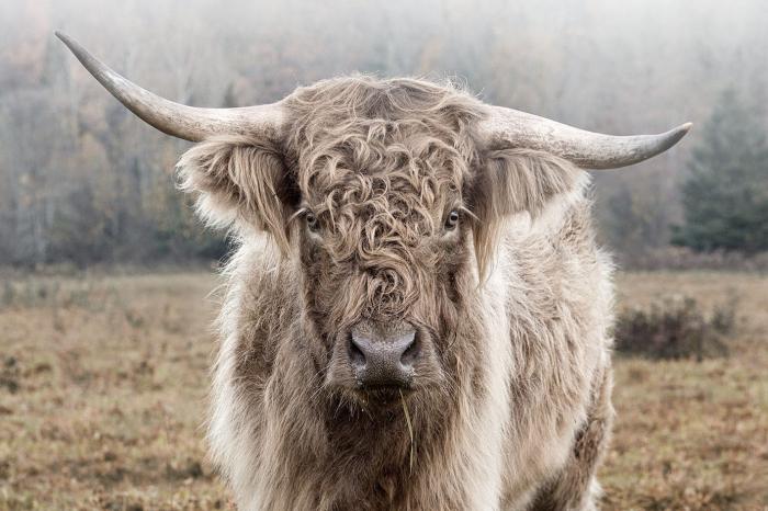 Glasschilderij schotse hooglander - 120x80 cm