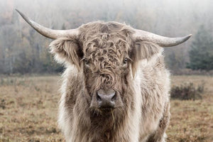 Glasschilderij schotse hooglander - 120x80 cm