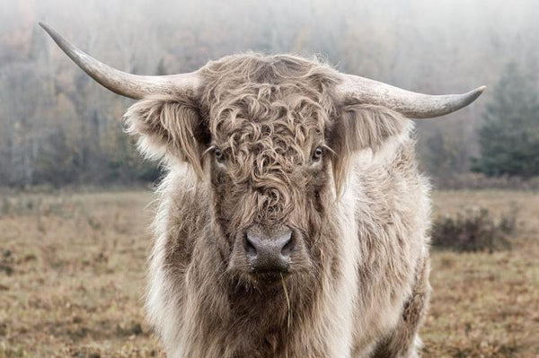 Glasschilderij schotse hooglander - 120x80 cm