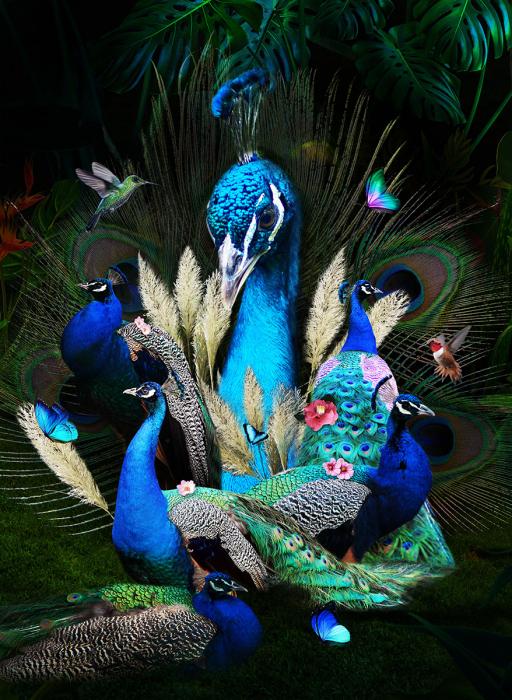 Glasschilderij pauw 80x120 cm