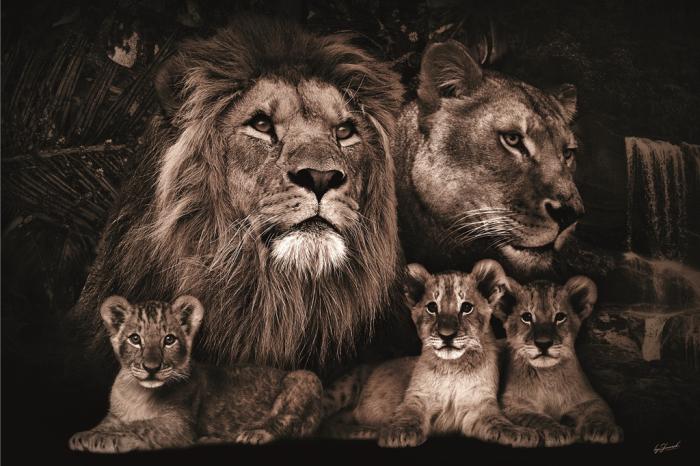 Glasschilderij leeuw + drie welpjes 120x80 cm