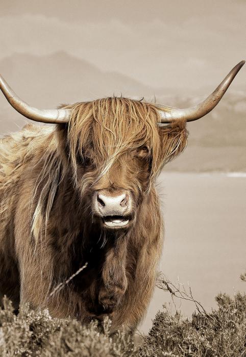 Glasschilderij schotse hooglander links 160x110cm