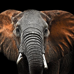 Glasschilderij olifant 120x80 cm