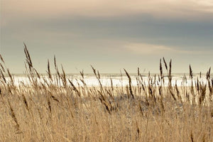 Canvas schilderij duinen 70x50 cm