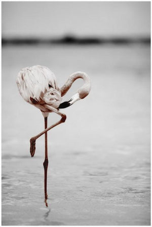 Canvas schilderij Flamingo 50x70 cm