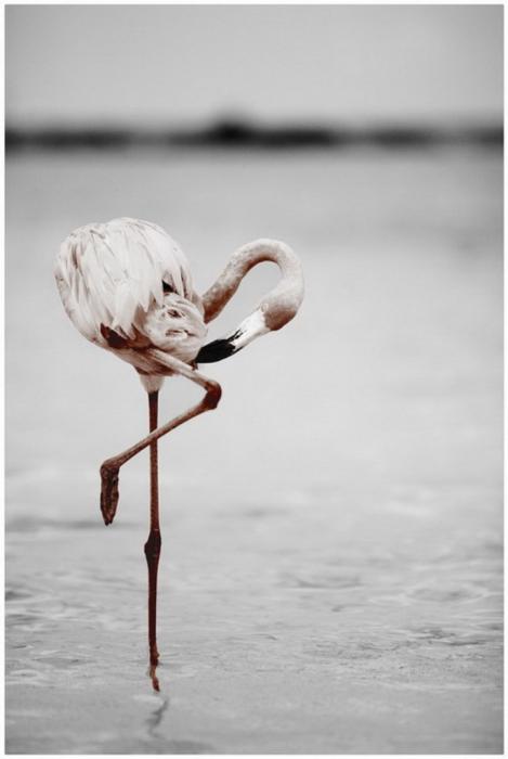 Canvas schilderij Flamingo 50x70 cm