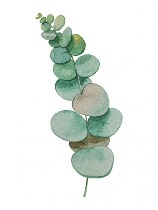 Canvas schilderij blad 50x70 cm